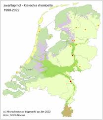 Attēlu rezultāti vaicājumam “Gelechia rhombella”