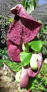 Attēlu rezultāti vaicājumam “Aristolochia durior flower”