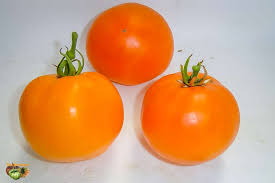 Afbeeldingsresultaat voor oranje van goeienbier tomato