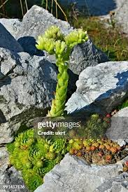 Attēlu rezultāti vaicājumam “Jovibarba globifera fruit”