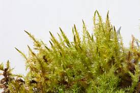 Attēlu rezultāti vaicājumam “Calliergon giganteum”