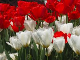 Attēlu rezultāti vaicājumam “Tulipa gesneriana”