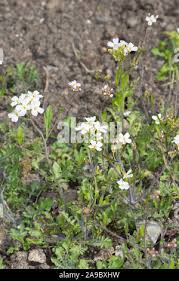 Attēlu rezultāti vaicājumam “Cardaminopsis arenosa flower”