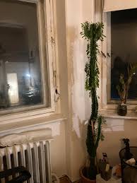 Image result for Wolfsmilch