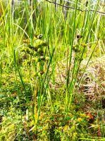 Attēlu rezultāti vaicājumam “Scheuchzeria palustris fruit”