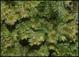 Attēlu rezultāti vaicājumam “Jungermannia hyalina cells”