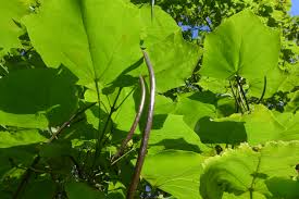 Attēlu rezultāti vaicājumam “Catalpa ovata fruit”
