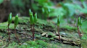 Attēlu rezultāti vaicājumam “Buxbaumia viridis”