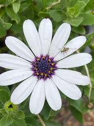 Image result for Dimorphotheca pluvialis