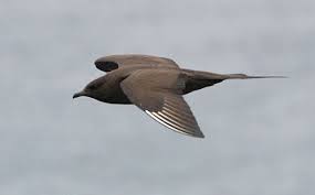 Attēlu rezultāti vaicājumam “Stercorarius parasiticus adult”