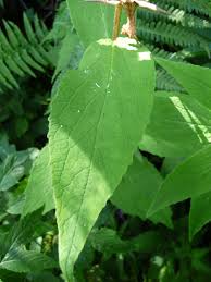 Attēlu rezultāti vaicājumam “Campanula latifolia leaf”
