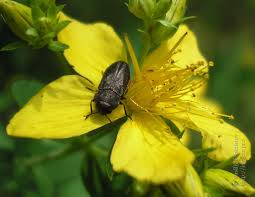 Attēlu rezultāti vaicājumam “Anthaxia quadripunctata”