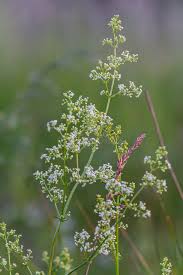 Attēlu rezultāti vaicājumam “Galium album flower”
