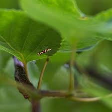 Attēlu rezultāti vaicājumam “Argyresthia goedartella”