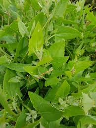 Attēlu rezultāti vaicājumam “Atriplex calotheca leaf”