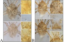 Attēlu rezultāti vaicājumam “Poecilochirus sp.”