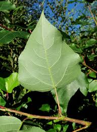 Attēlu rezultāti vaicājumam “Populus laurifolia”