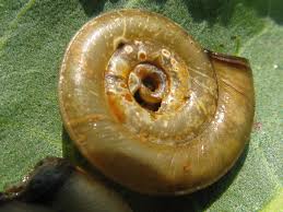 Attēlu rezultāti vaicājumam “Planorbis planorbis”