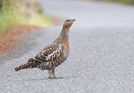 Attēlu rezultāti vaicājumam “Tetrao urogallus female”