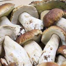 Attēlu rezultāti vaicājumam “Boletus edulis”
