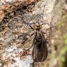 Attēlu rezultāti vaicājumam “Dolichopodidae”