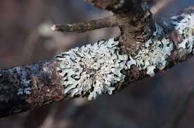 Attēlu rezultāti vaicājumam “Parmeliopsis ambigua”