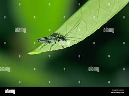 Attēlu rezultāti vaicājumam “Oedemera sp.”