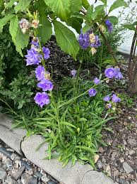 Attēlu rezultāti vaicājumam “Campanula persicifolia leaf”