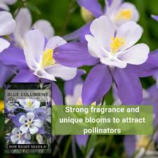 Image result for Aquilegia caerulea