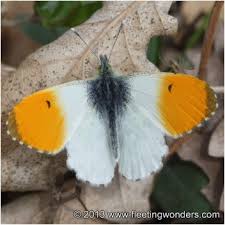 Attēlu rezultāti vaicājumam “Anthocharis cardamines male”