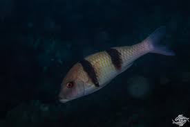 Image result for Parupeneus trifasciatus