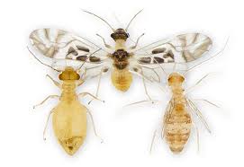 Attēlu rezultāti vaicājumam “Psocoptera”