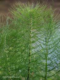 Attēlu rezultāti vaicājumam “Equisetum”