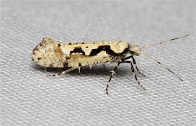 Attēlu rezultāti vaicājumam “Acleris forsskaleana”