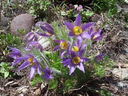 Attēlu rezultāti vaicājumam “Pulsatilla vulgaris flower”