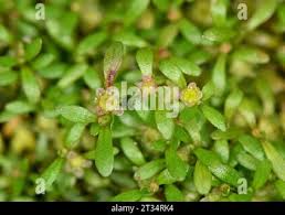 Attēlu rezultāti vaicājumam “Elatine hydropiper leaf”