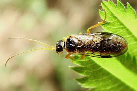 Attēlu rezultāti vaicājumam “Pamphiliidae”