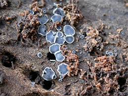 Attēlu rezultāti vaicājumam “Mollisia cinerea”