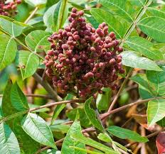 Attēlu rezultāti vaicājumam “Trifolium spadiceum fruit”