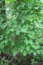 Attēlu rezultāti vaicājumam “Syringa reticulata subsp. amurensis”