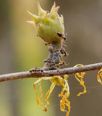 Attēlu rezultāti vaicājumam “Hamamelis virginiana bud”
