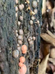 Attēlu rezultāti vaicājumam “Lycogala sp.”