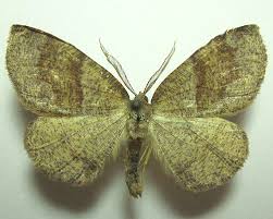 Attēlu rezultāti vaicājumam “Plagodis pulveraria”