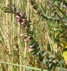 Attēlu rezultāti vaicājumam “Odontites vulgaris fruit”