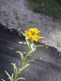 Attēlu rezultāti vaicājumam “Erysimum hieracifolium”