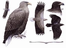 Image result for Haliaeetus albicilla