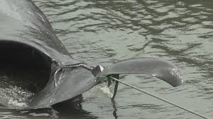 Image result for japan dolphin slaughter