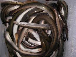 Image result for Lethenteron camtschaticum