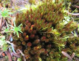 Attēlu rezultāti vaicājumam “Bryum pseudotriquetrum”