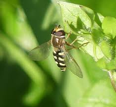 Attēlu rezultāti vaicājumam “Eupeodes corollae”